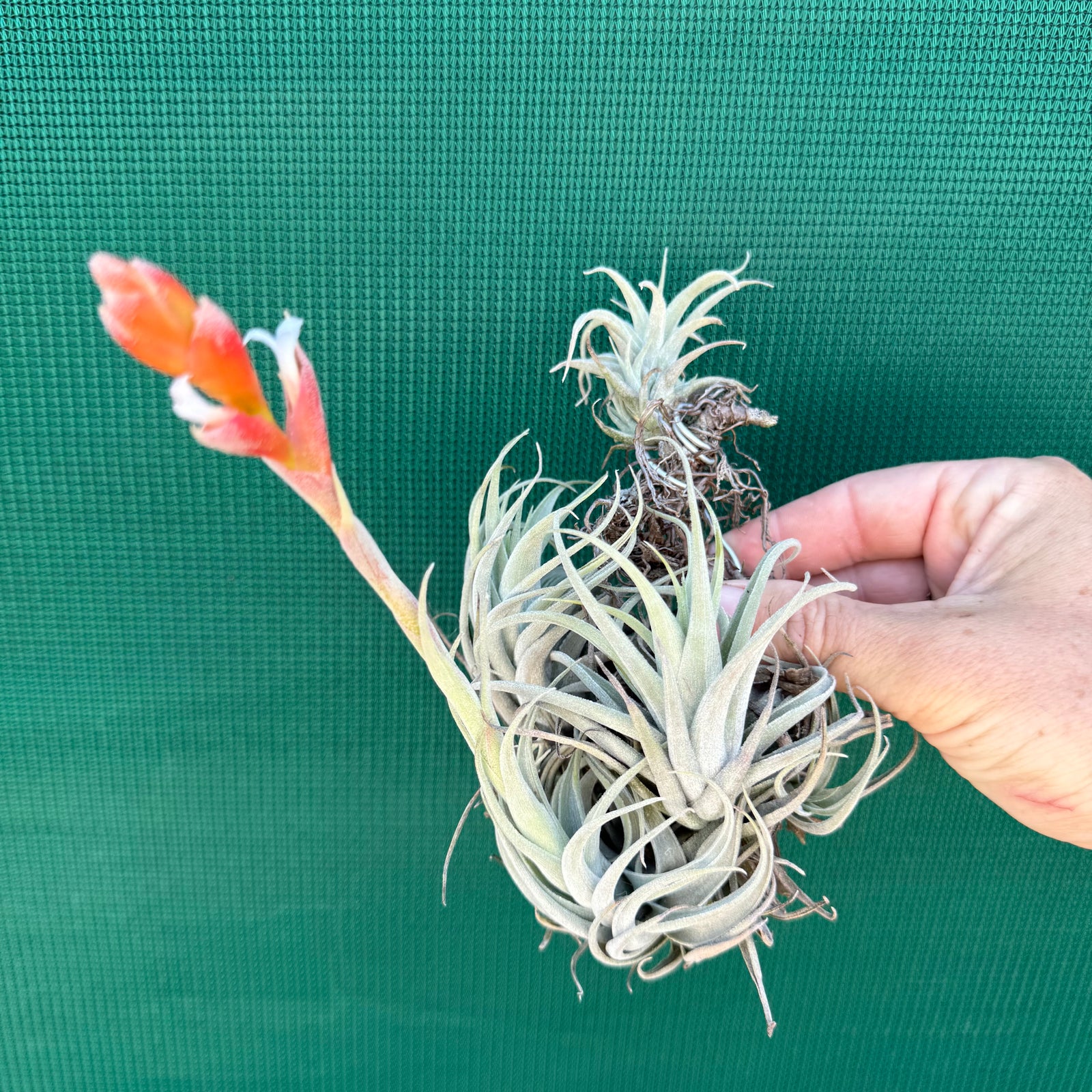 Tillandsia - subsecundifolia ‘Truchlik’ ex. PT NEW