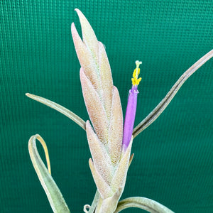 Tillandsia - paucifolia x caput-medusae ex. CV