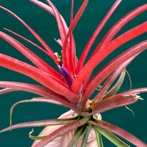 Tillandsia - Kandanga ex. HN