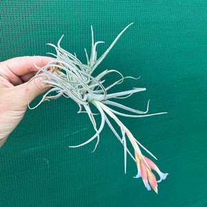 Tillandsia subsecundifolia x jonesii ex. BG NEW