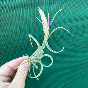 Tillandsia - paucifolia x caput-medusae ex. CV