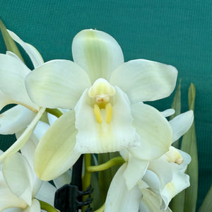 Orchid - Cymbidium ‘Snow Beauty Trinity’ NEW