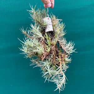 Tillandsia cocoensis (Mature Clump) NEW