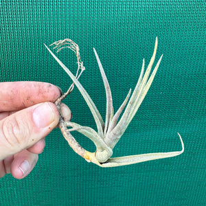 Tillandsia - Margarite ex. PT NEW