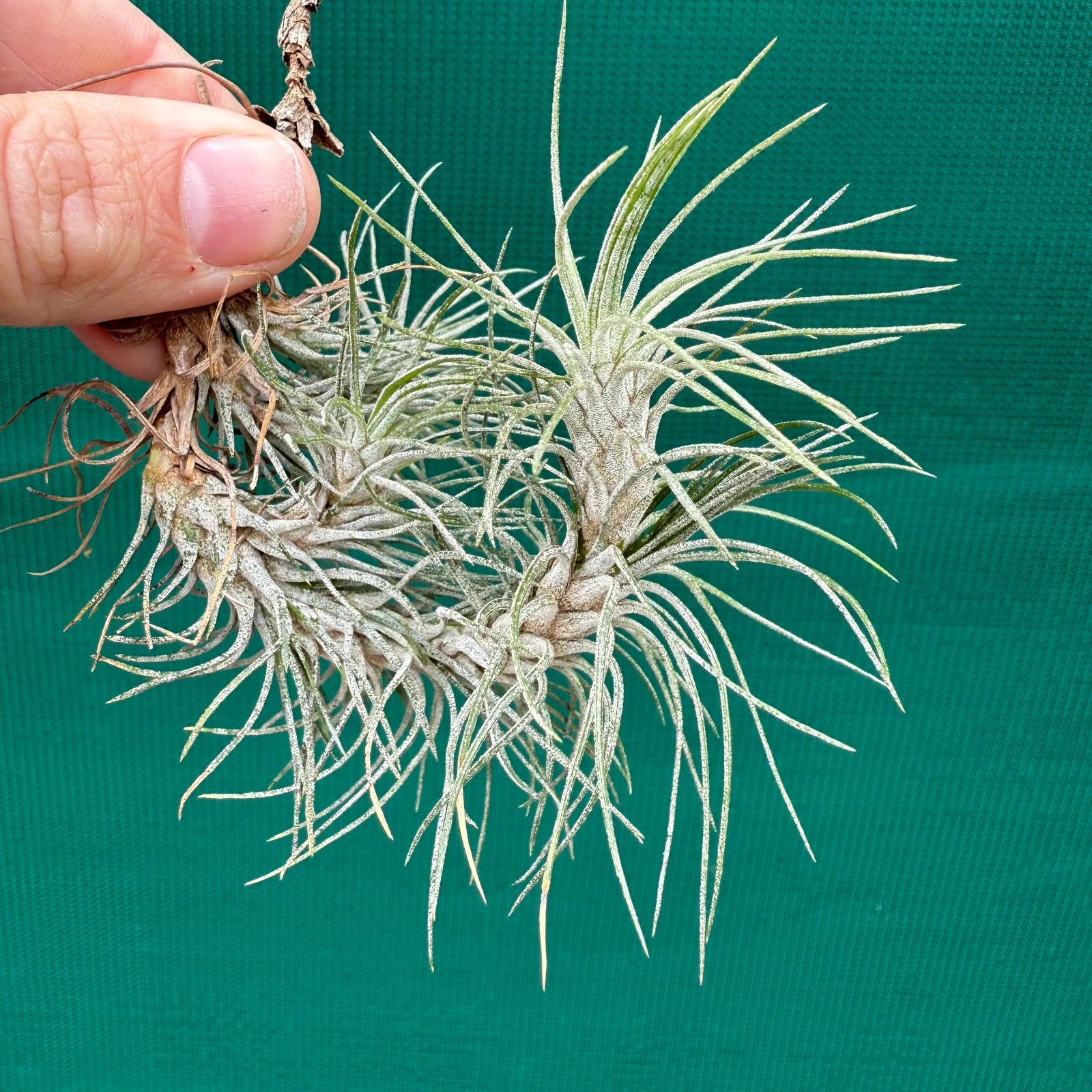 Tillandsia - funckiana ‘recurvifolia’ ex. Gruber NEW