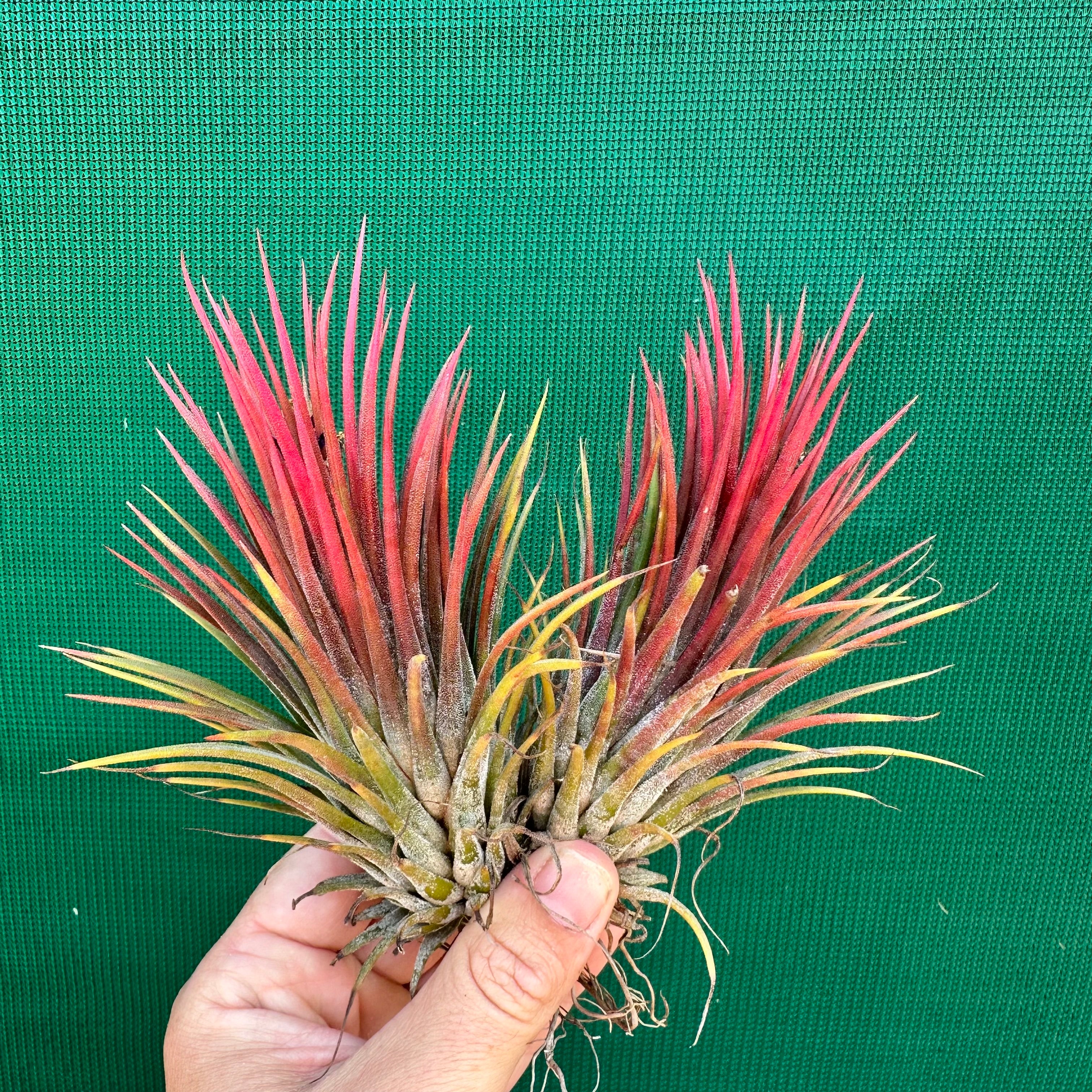Tillandsia - ionantha 'APD003' - Air Plant Decor