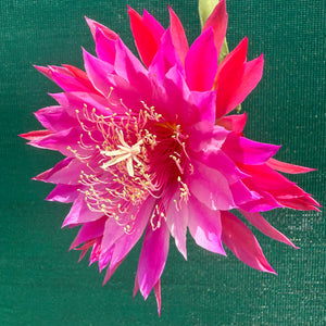 Epi. Hybrid Kiwi Razzle Dazzle EH86