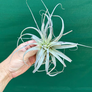 Tillandsia - Salmon Queen NEW