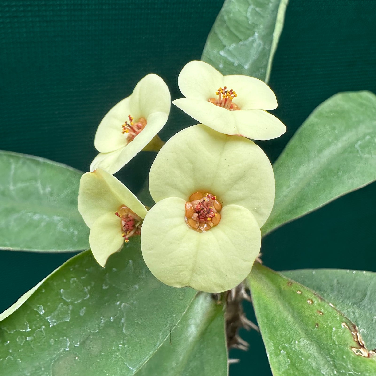 Poysean - Euphorbia milii P125