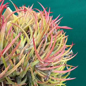 Tillandsia - ionantha 'BOE871' ex. PT NEW