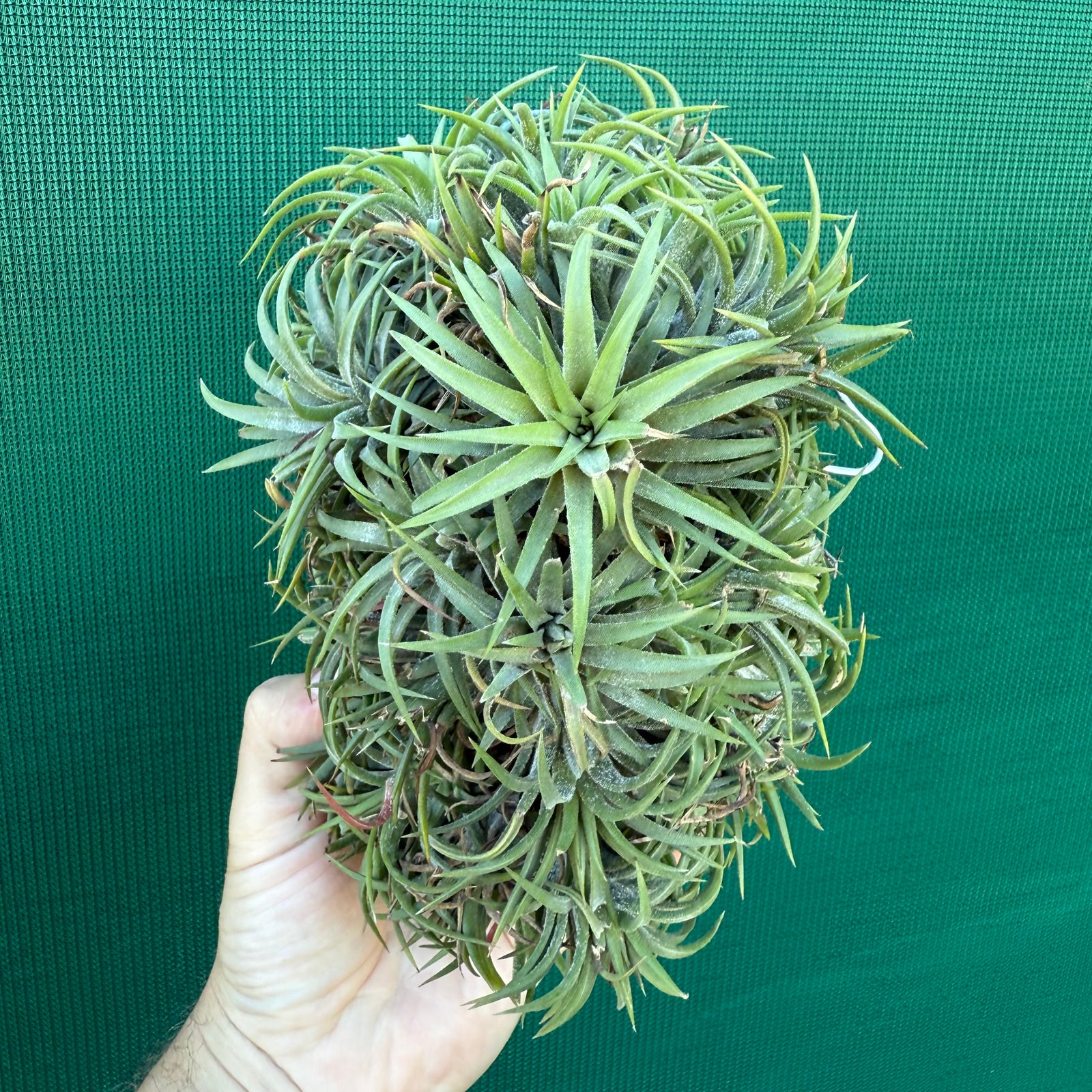 Tillandsia ionantha ‘BOE227’ (Mature Clump)