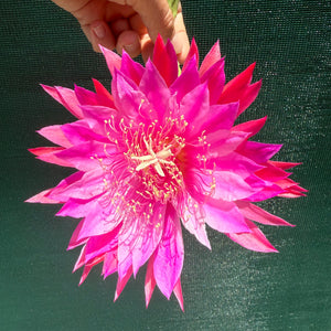 Epi. Hybrid Kiwi Razzle Dazzle EH86