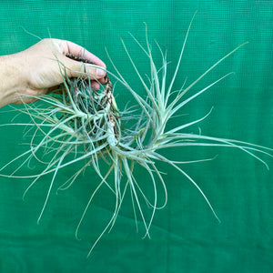 Tillandsia - caerulea x straminea ex. PT (Fragrant)