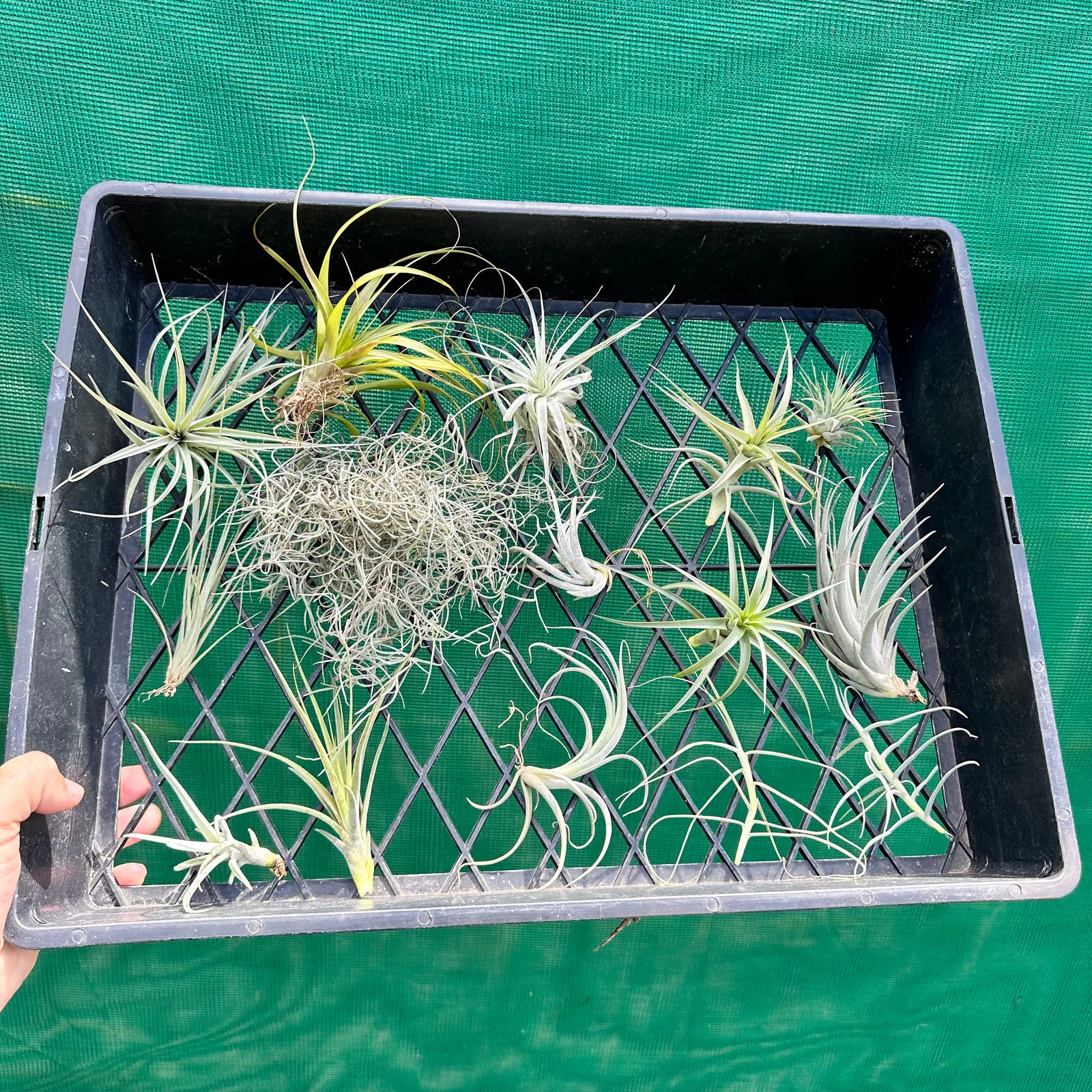 Beginner Gift Pack (12 Tillandsia)