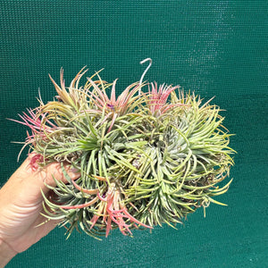 Tillandsia ionantha ‘BRT Peach’ (Mature Clump) NEW