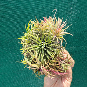 Tillandsia ionantha ‘BRT Peach’ (Mature Clump) NEW