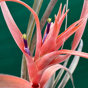 Tillandsia - capitata ‘Yellow’ ex. BH