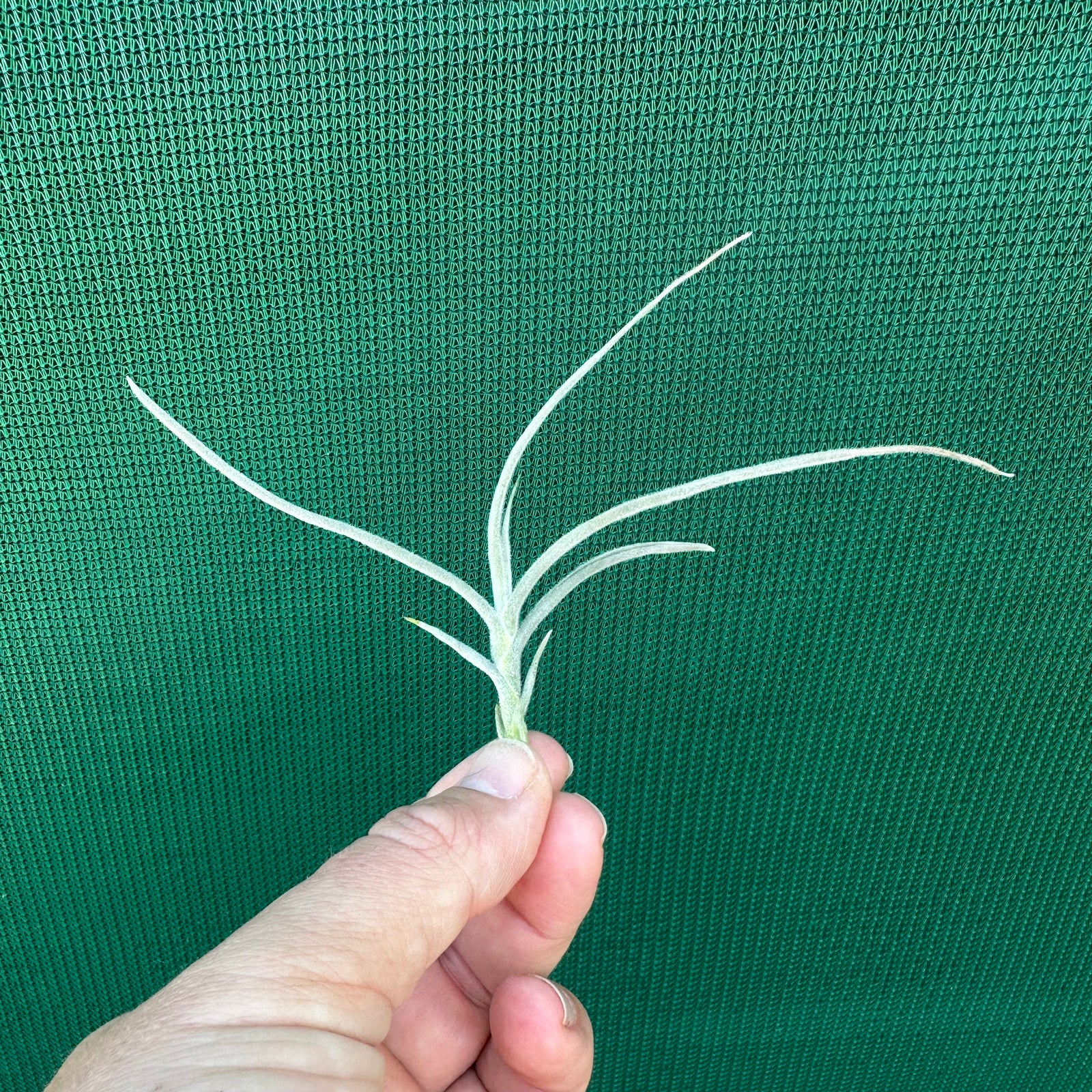 Tillandsia - crocata ‘Large Form, Orange Flower’ (Fragrant)