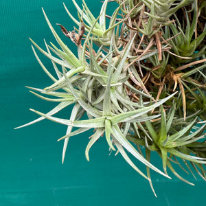 Tillandsia cocoensis (Mature Clump) NEW