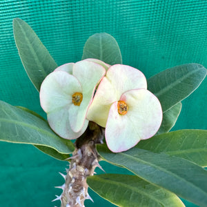 Poysean - Euphorbia milii P106