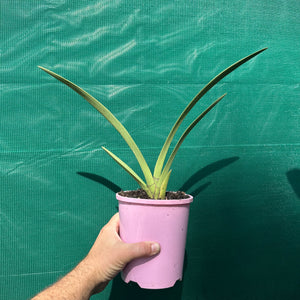 Orchid - Cymbidium canaliculatum f. sparkesii NEW
