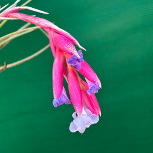Tillandsia - Glastonbury NEW