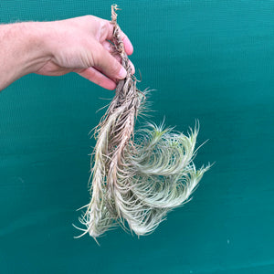 Tillandsia - tenuifolia 'Bonsall Beauty' (Mature Clump) NEW