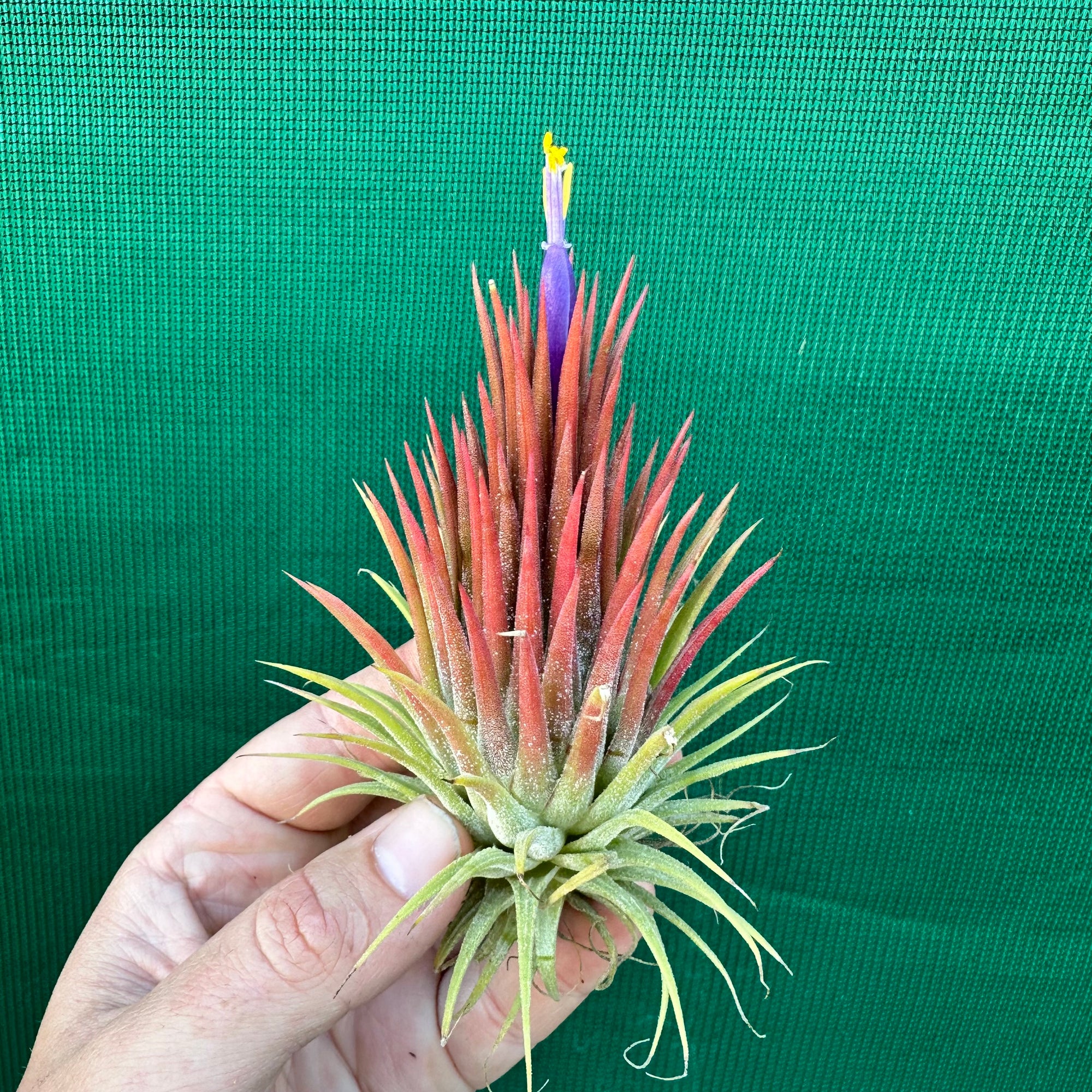 Tillandsia ionantha spp. Thailand 自家産子株