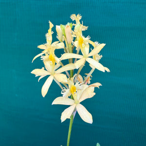 Epidendrum ‘Peach’ NEW