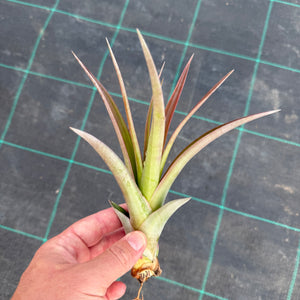 Tillandsia - capitata ‘Cuban Red’ ex. LK NEW