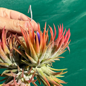 Tillandsia - ionantha 'BOE1591' ex. BD NEW