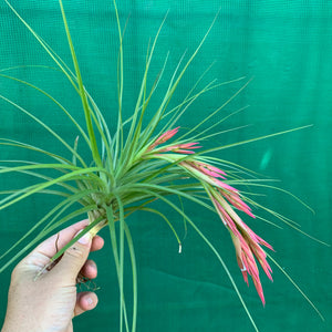 Tillandsia - Bob Holm’s Beauty ex. PT