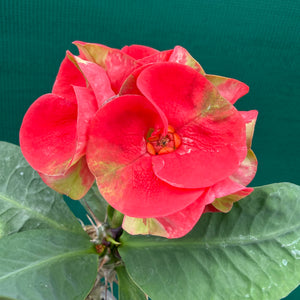 Poysean - Euphorbia Siam Hybrid ‘Yod-SetThee’ NEW