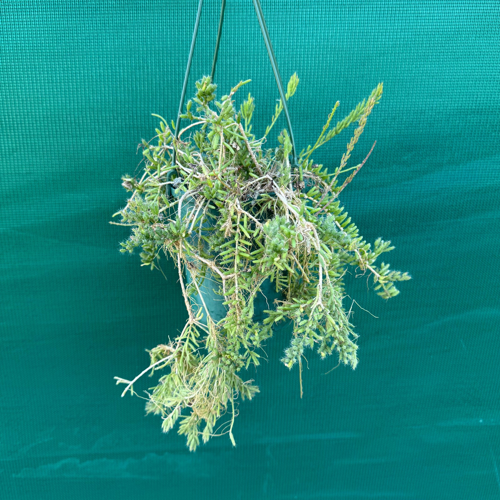 Rhipsalis mesembryanthemoides - R47
