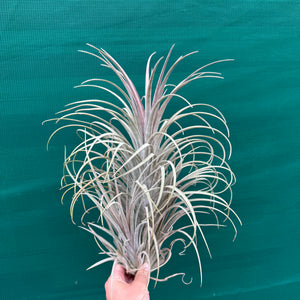 Tillandsia - Buck Compton ex. RFI NEW