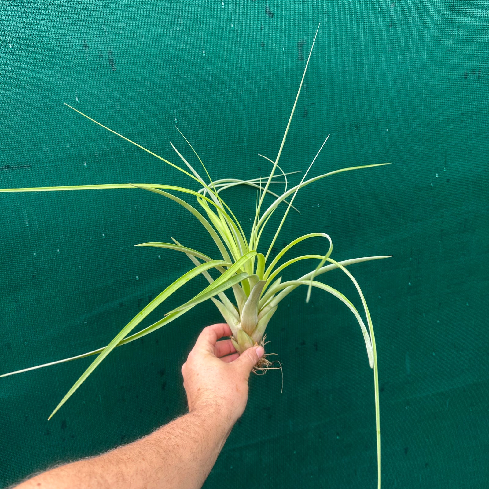 Tillandsia - Bob’s Amigo ex. GK