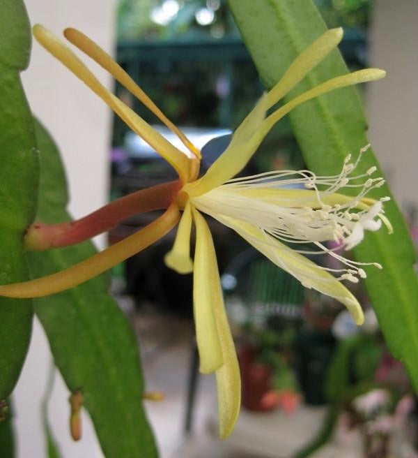 Disocactus macranthus Mexico EP21 NEW