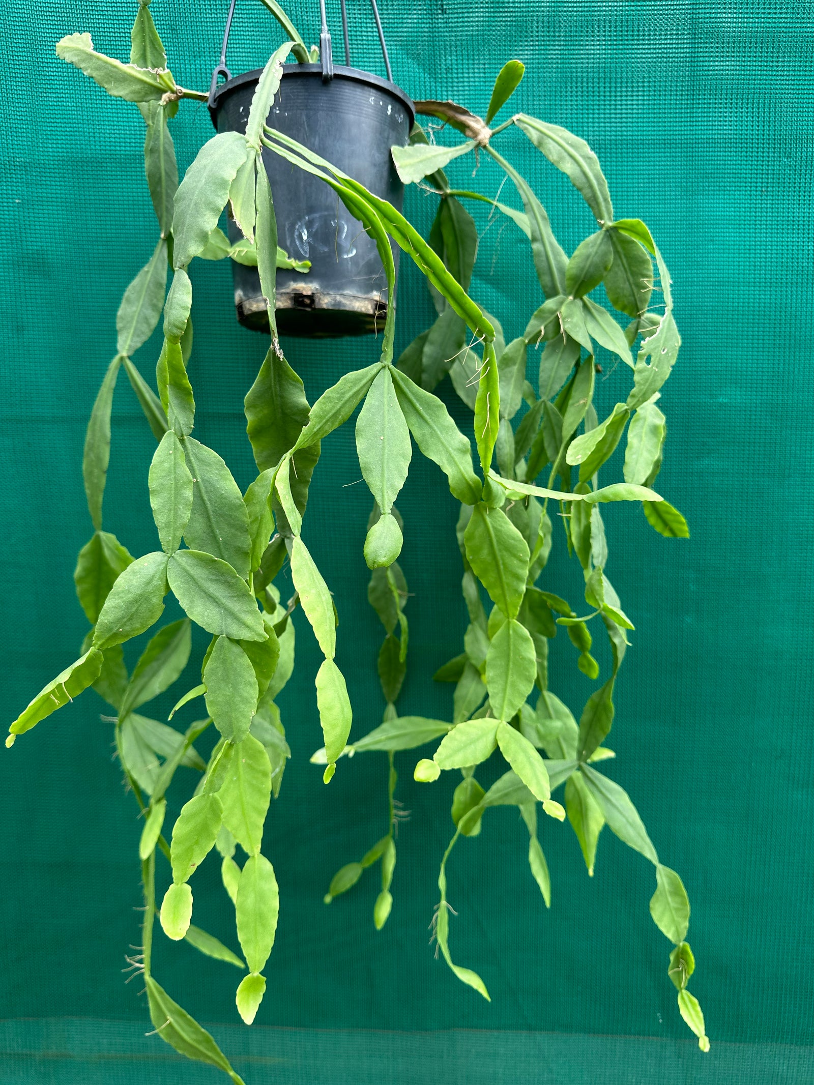 Rhipsalis crispata - R9