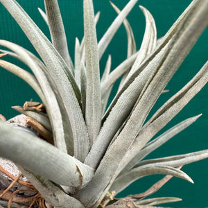 Tillandsia - esseriana ‘Grey Green’ ex. PT NEW