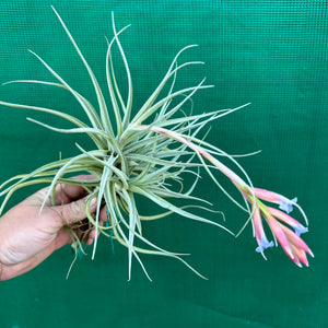 Tillandsia - Leon ‘Pink Bract’ ex. PT