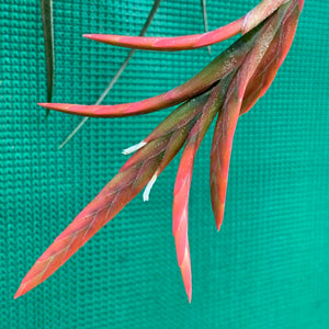 Tillandsia - vernicosa Hybrid ex. BG