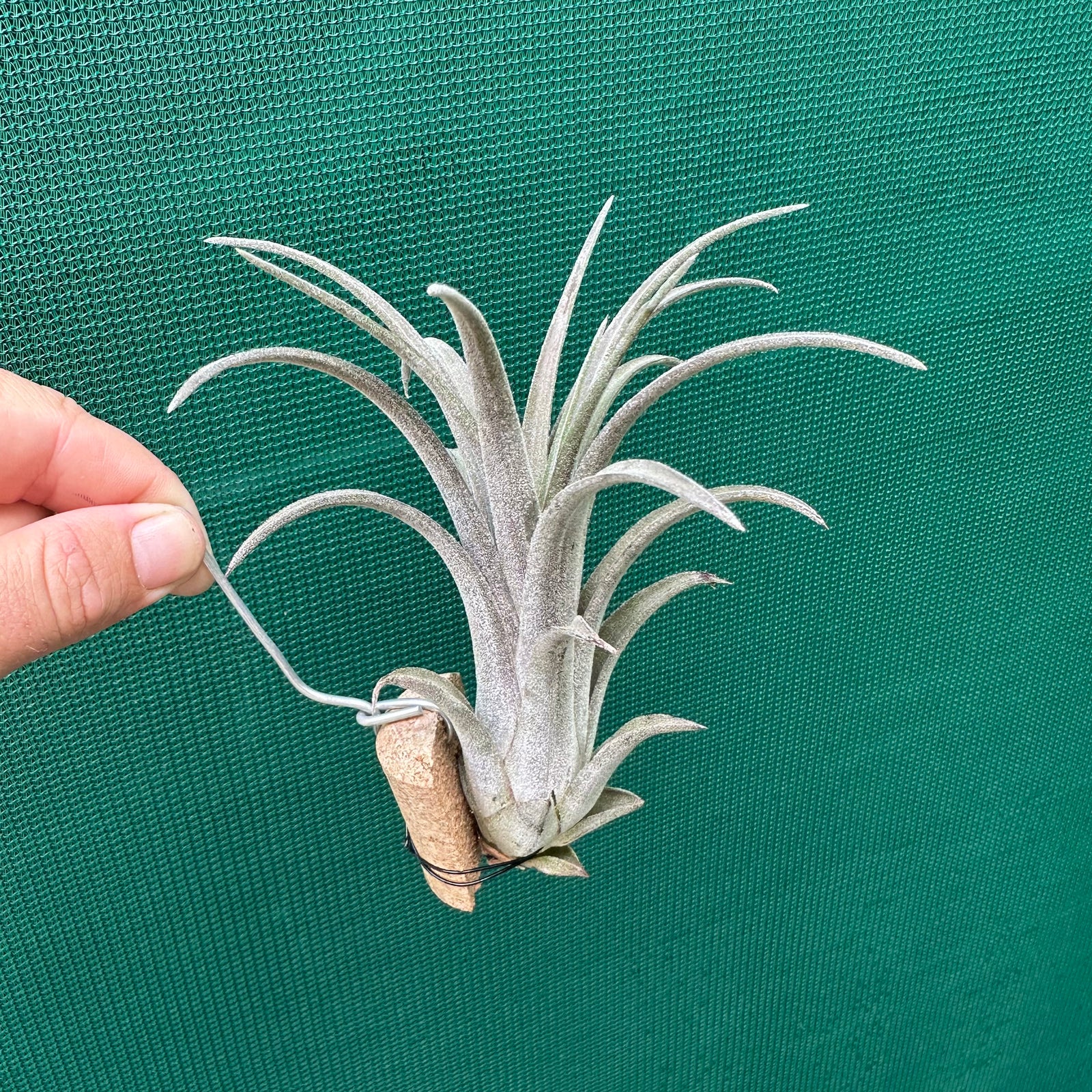 Tillandsia - Fuego x chiapensis ex. AP