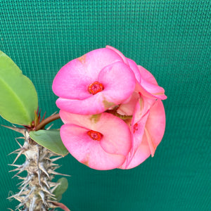 Poysean - Euphorbia Siam Hybrid ‘TubTim-Siam’ NEW