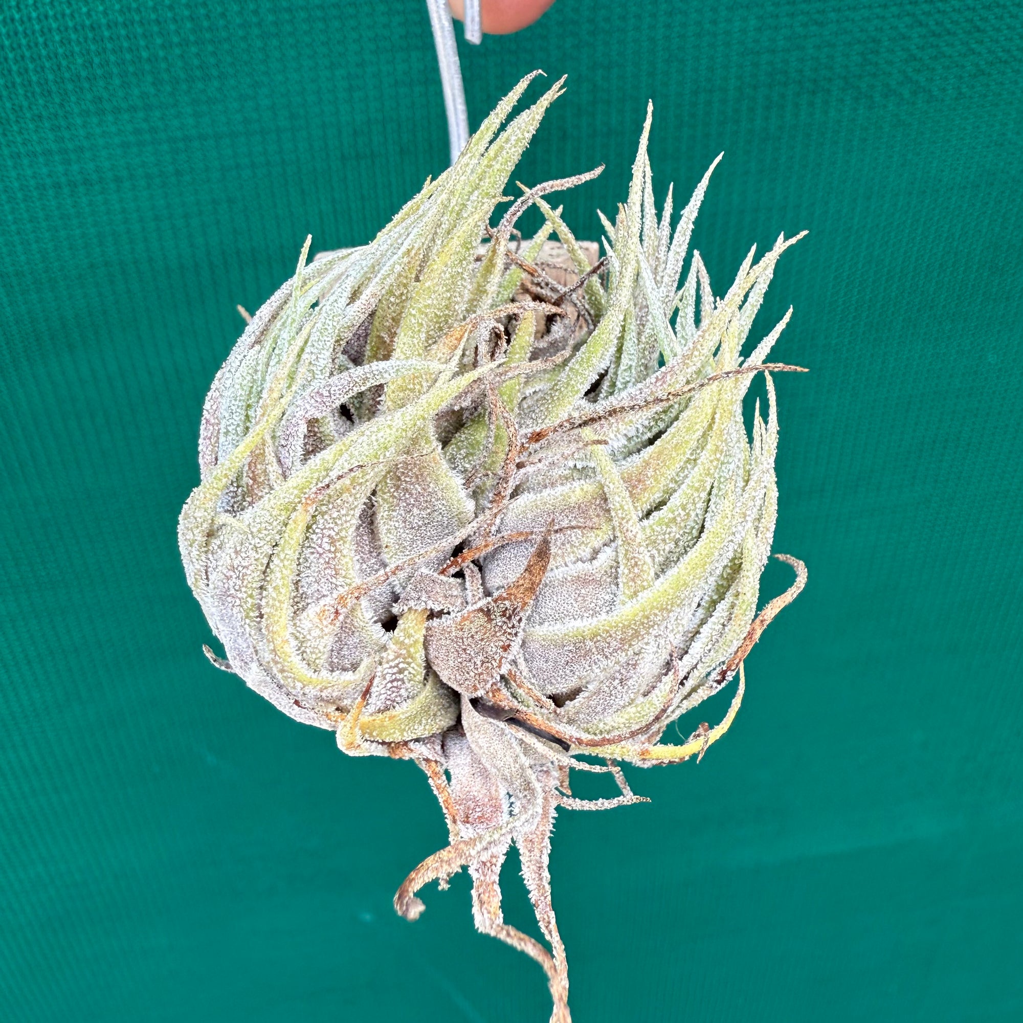 C92FD427-40AB-4AAD-9D95-