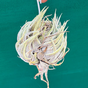 Tillandsia - sprengeliana NEW