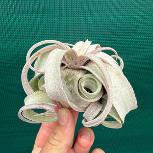 Tillandsia - Regal Rene ex. SL NEW