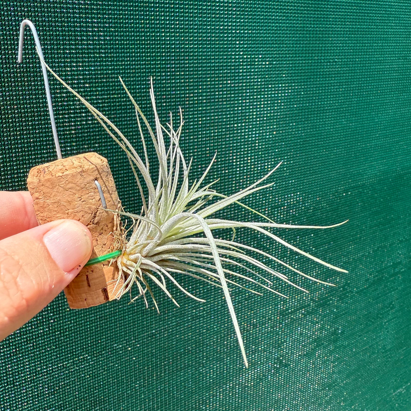 Tillandsia - limbata ex. SN NEW