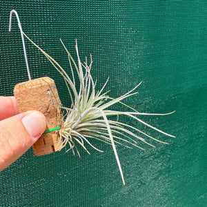 Tillandsia - limbata ex. SN NEW