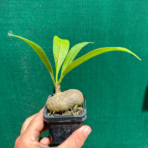 Ant Plant - Myrmecodia beccarii