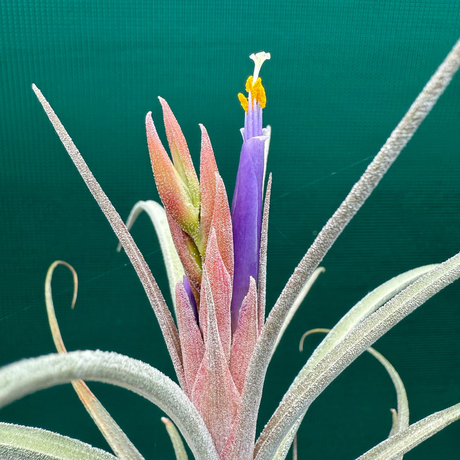 Tillandsia - Borumba